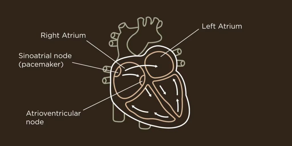 heart-illustration-1024x512