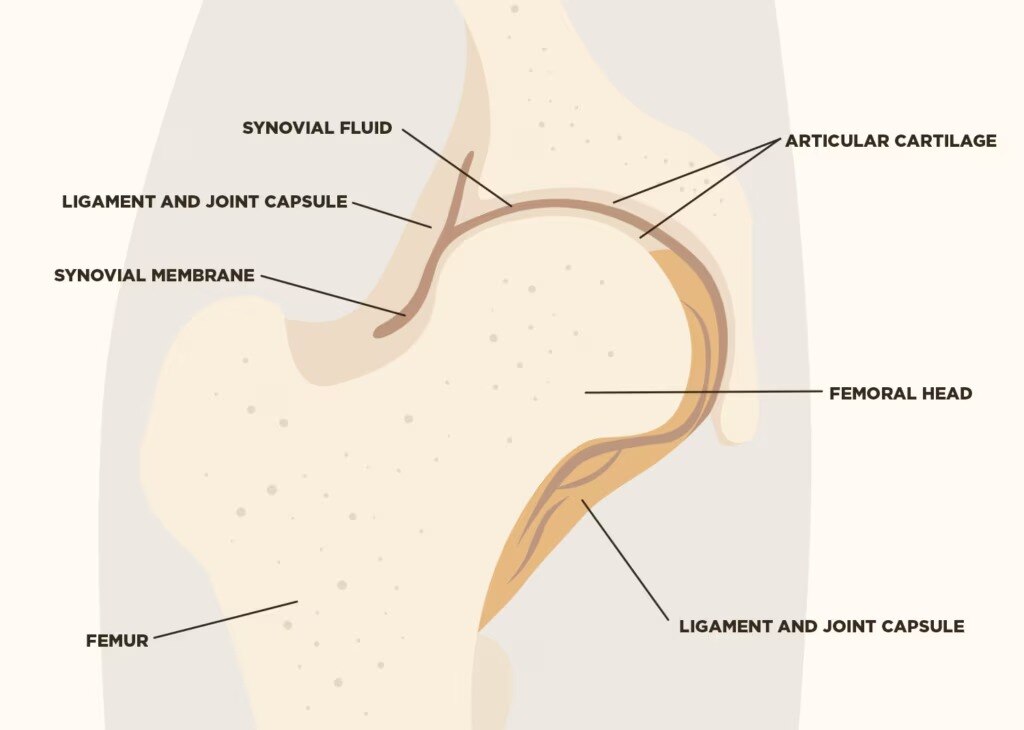 joint-anatomy-1024x730